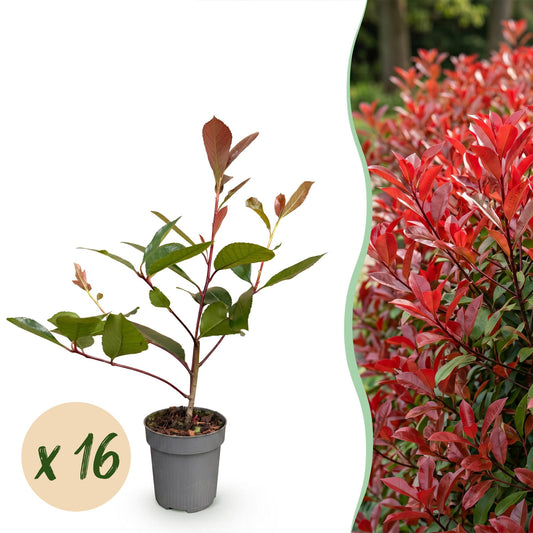 Green boutiQ - 16x Photinia fraseri Red Robin - Glossy Mispel - Hedge Plants - Evergreen - Red - Pot 9cm - Height 25-35cm