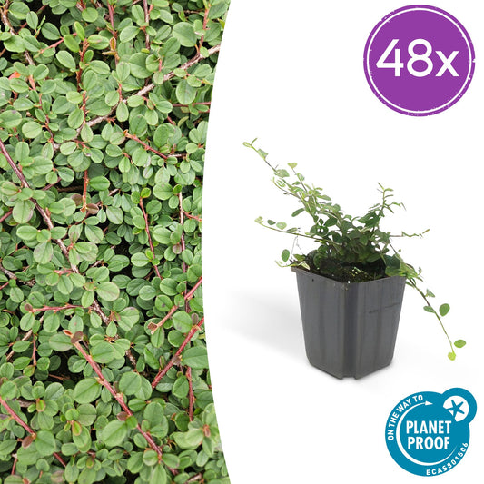 48x Cotoneaster pr. 'Queen of Carpets' - ↕10-25cm - Ø9cm