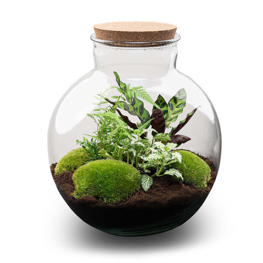 DIY Plant terrarium (with lighting) - Bolder Bob - Ø 31 cm ↑ 30 cm - No tools