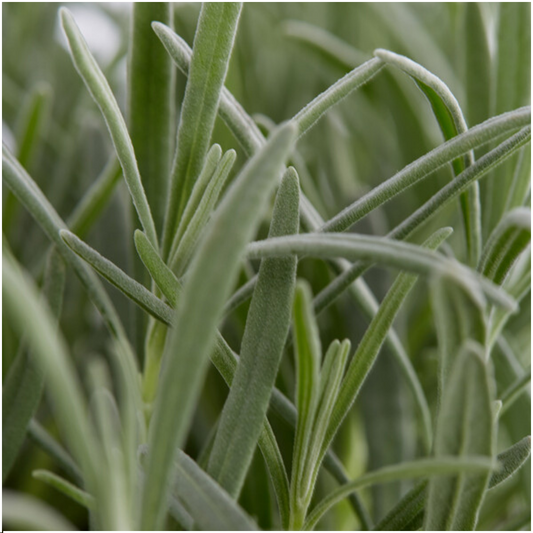12 x 6er set Lavanda angustifolia - 72 x Ø7 cm - ↕15 cm 
