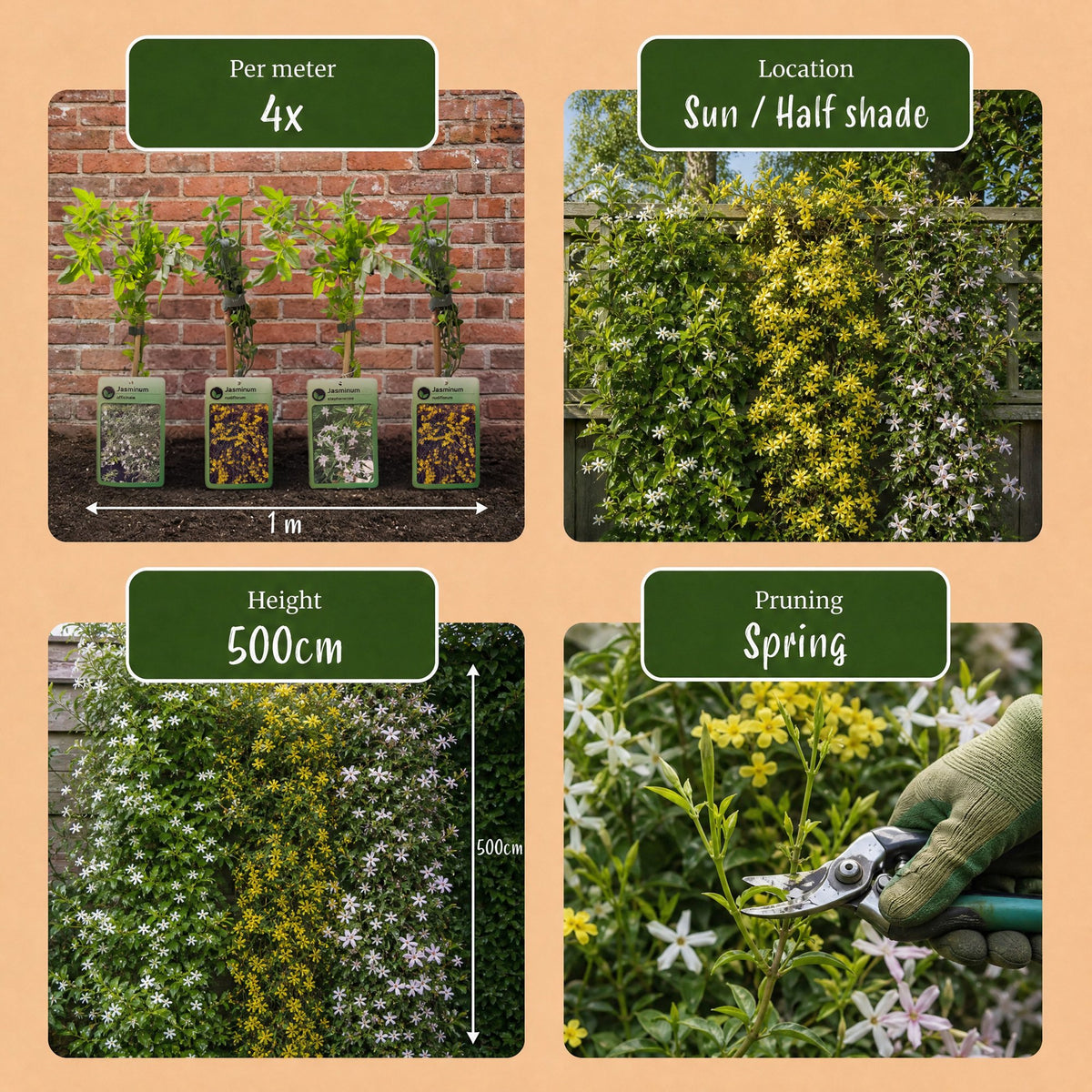 6x Jasminum Tricolour - Tricolor Jasmine - Yellow - White - Pink - Climbing plant - Ø9cm - ↕35cm
