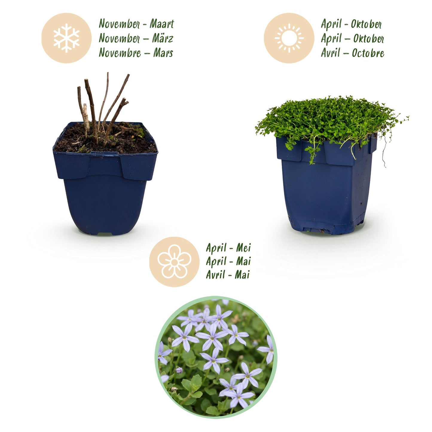 Perennial - Isotoma fluviatilis - Blue Star Creeper - Rock Plants - Light Blue - 24 Plants - Pot 11cm - Height 15-25cm