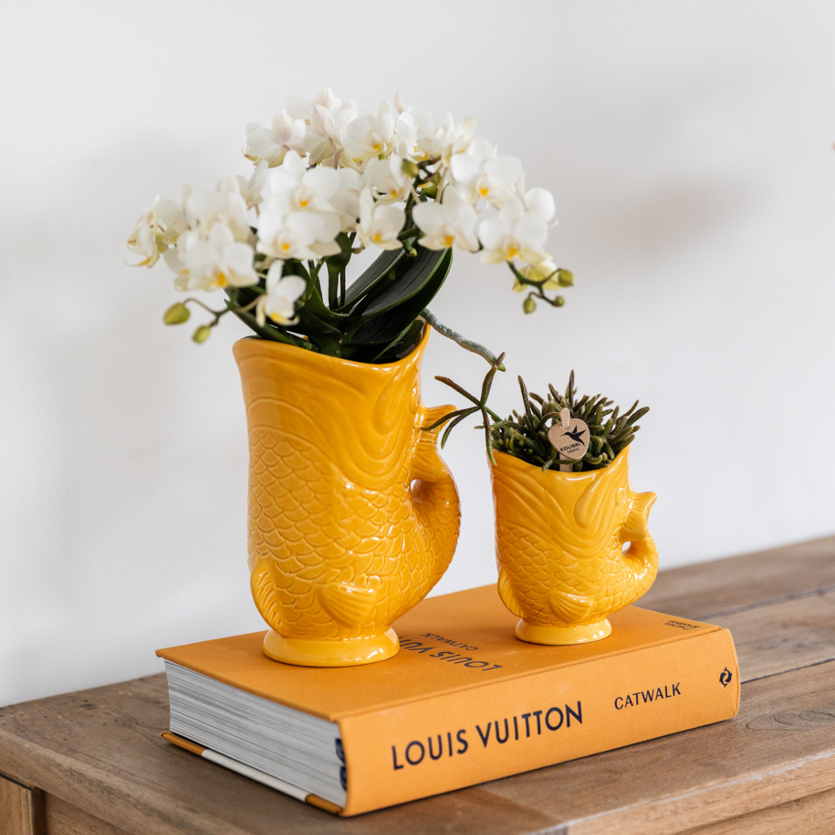Orchidee colibrì | Set di orchidea bianca Nazaré e succulenta in vaso decorativo Pesce arancione - dimensioni vaso Ø9cm &amp; Ø6cm | pianta d'appartamento in fiore - fresca dal coltivatore