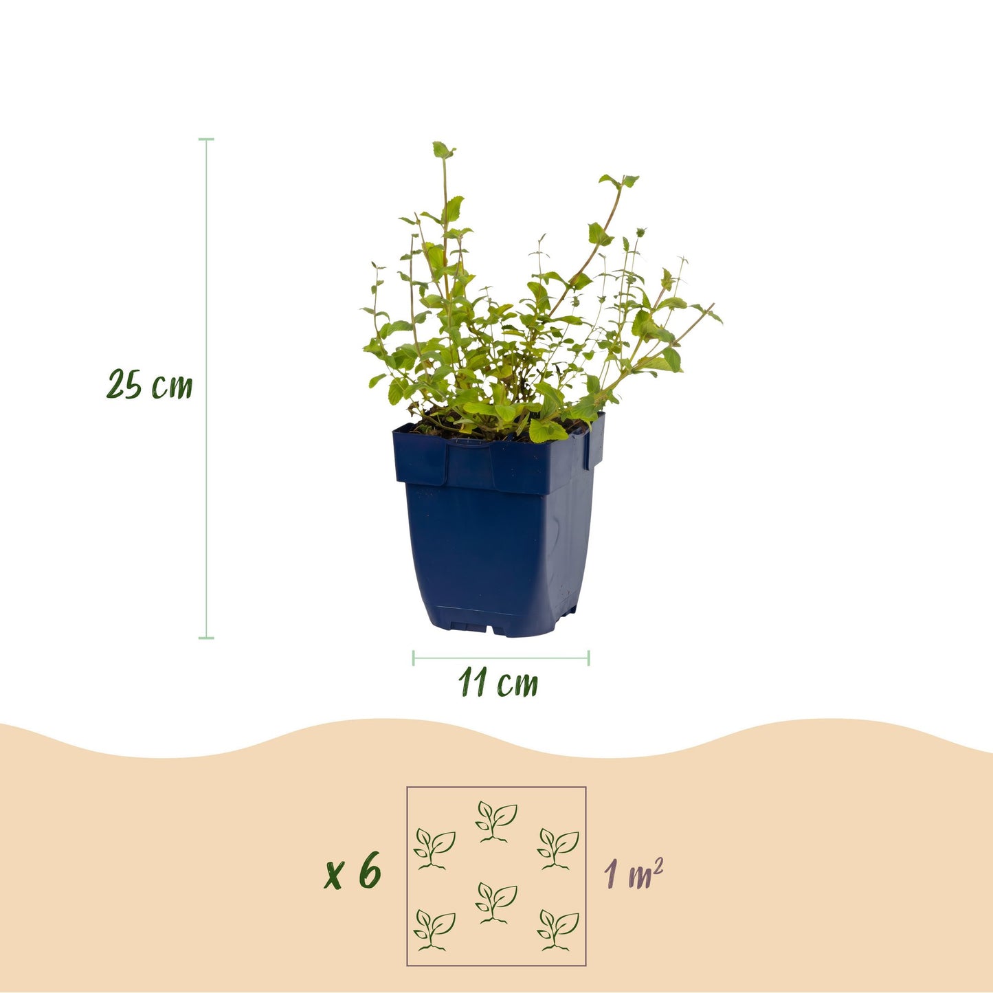 Vasteplant - Nepeta rac. Grog - Kattenkruid - Bijen- en vlinderlokkers - Blauw - 24 Planten - Pot 11cm - Hoogte 15-25cm