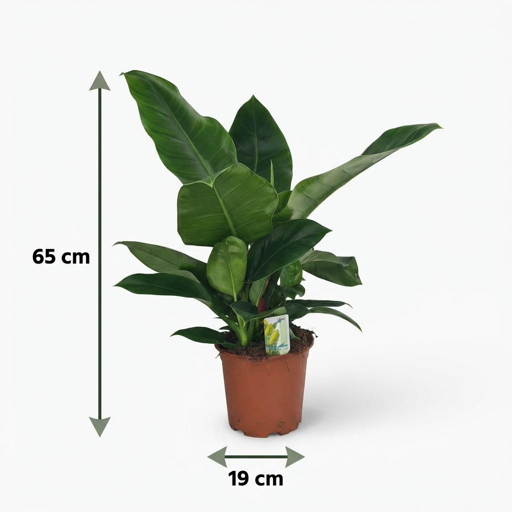 Houseplant - Philodendron - Philodendron Imperial Green - Green - Low maintenance - 1 Plant - Pot 19cm - Height 65cm