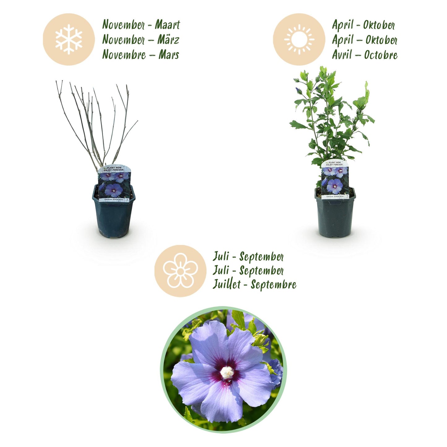 Green boutiQ - Plante de jardin - Hibiscus syriacus Oiseau Blue - Hibiscus de jardin - Résistant à l'hiver - Bleu - 3 Plantes - Pot 17cm - Hauteur 45cm