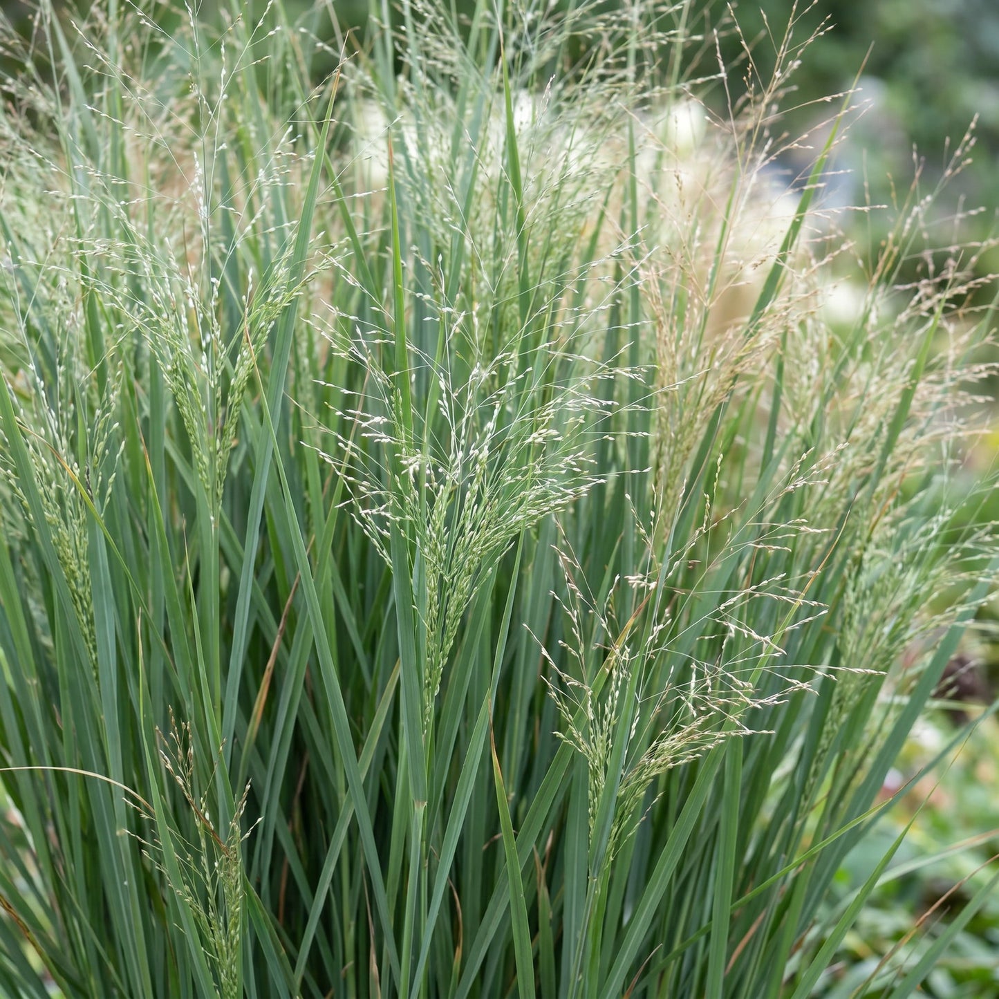 Grassen - Panicum virg. Northwind - Prairiegraan - Met Pluim - Groen - 12 Planten - Pot 11cm - Hoogte 15-25cm