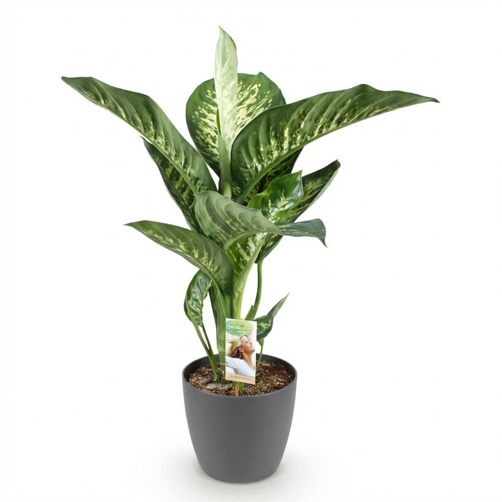 Green boutiQ - Houseplants - Dieffenbachia Tropic Snow - Dieffenbachia - Low maintenance - with Potter Grey - Variegated - 1 Plant - with Potter Grey - Pot 21cm - Height 90-100cm
