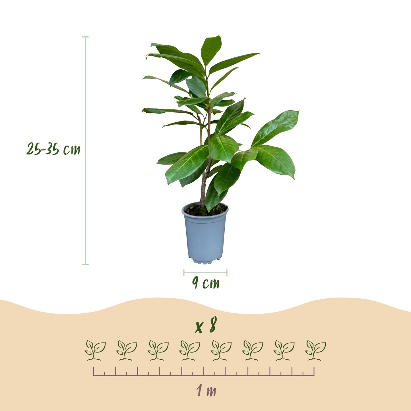Green boutiQ - 40x Prunus laur. Rotundifolia - Cherry Laurel - Hedge Plants - Evergreen - Green - 9cm Pot - Height 25-35cm