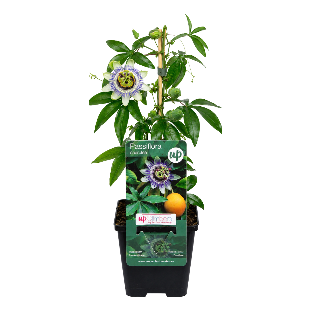 3x Passiflora caerulea (Passion Flower) – P9 pot – exotic flowering climbing plant