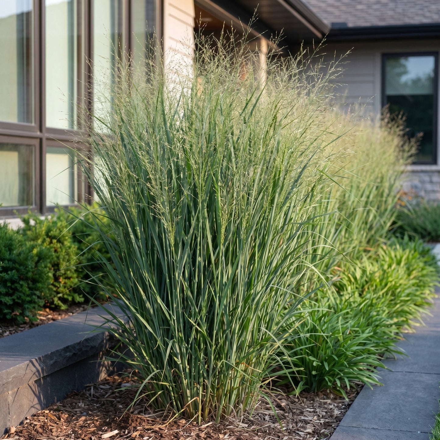 Grassen - Panicum virg. Northwind - Prairiegraan - Met Pluim - Groen - 24 Planten - Pot 11cm - Hoogte 15-25cm