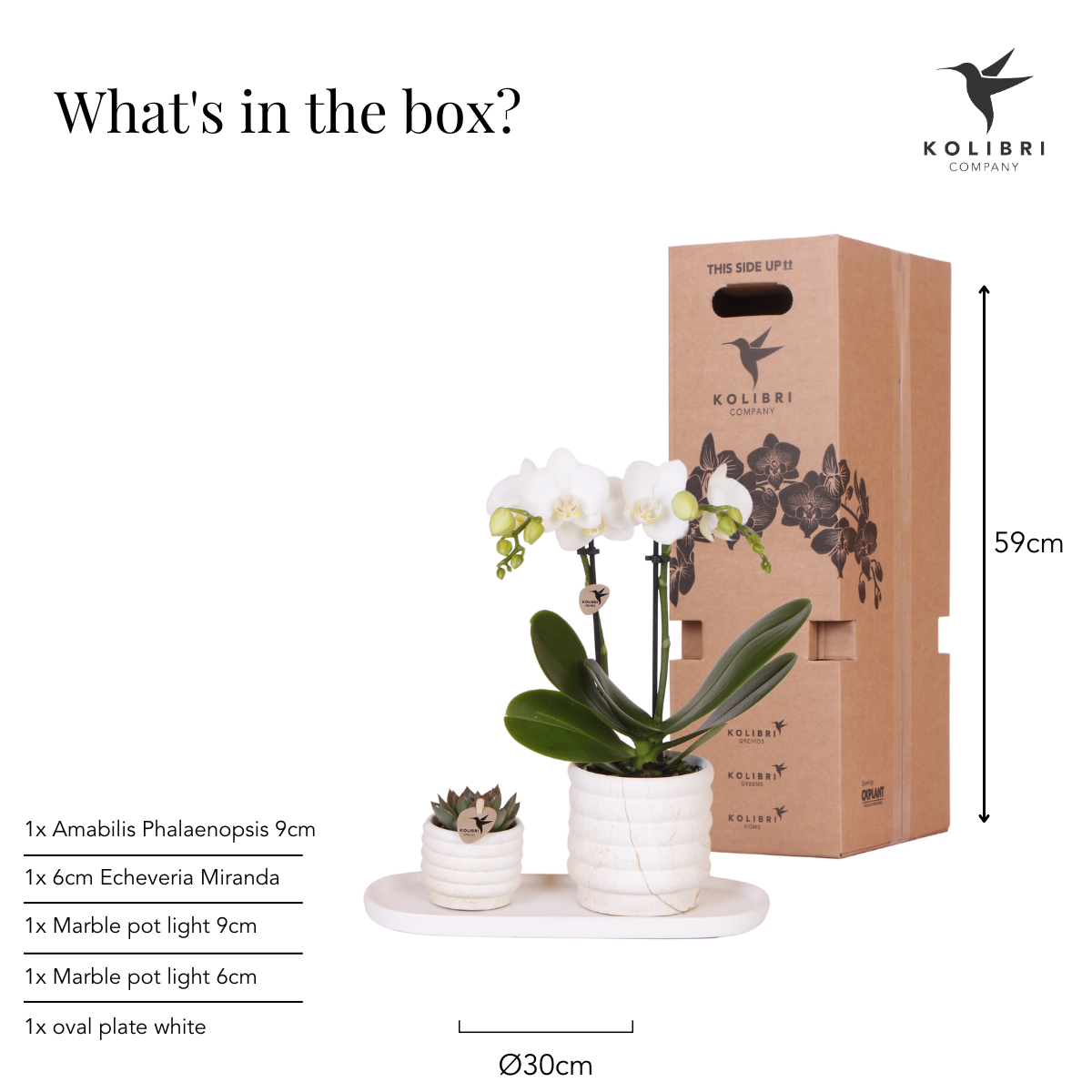 Kolibri Company | Set di piante Slow Living small | Orchidea Phalaenopsis bianca Lausanne e succulenta incl. vasi decorativi in ceramica su vassoio organico bianco