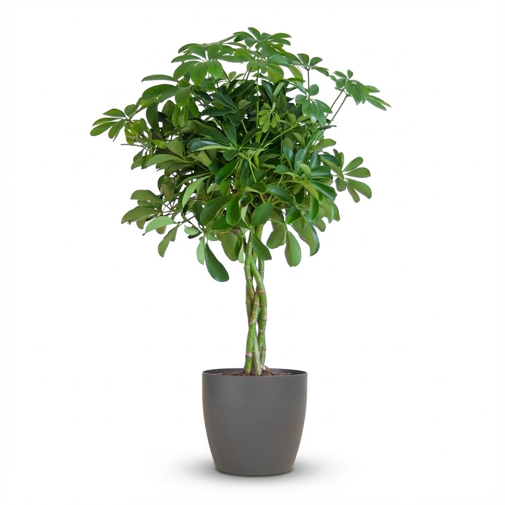 Schefflera Arab Nora with Potter grey - 70cm - Ø21