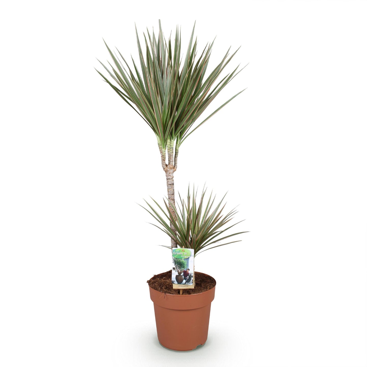 Green is... Indoor plants - Dracaena Marginata Bicolor - Dragon Tree - Low maintenance - Green - 1 Plant - Pot 21cm - Height 90-100cm