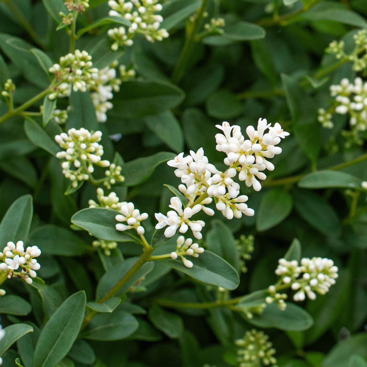 Green boutiQ - 8x Ligustrum ovalifolium - Common Privet - Hedge Plants - Evergreen - Green - 9cm Pot - Height 35-45cm