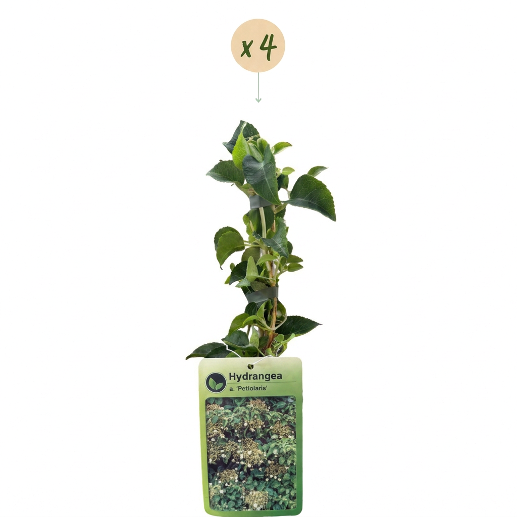 4x Hydrangea a. Petiolaris - Ortensia rampicante - Bianco - Pianta rampicante - Ø9cm - ↕35cm