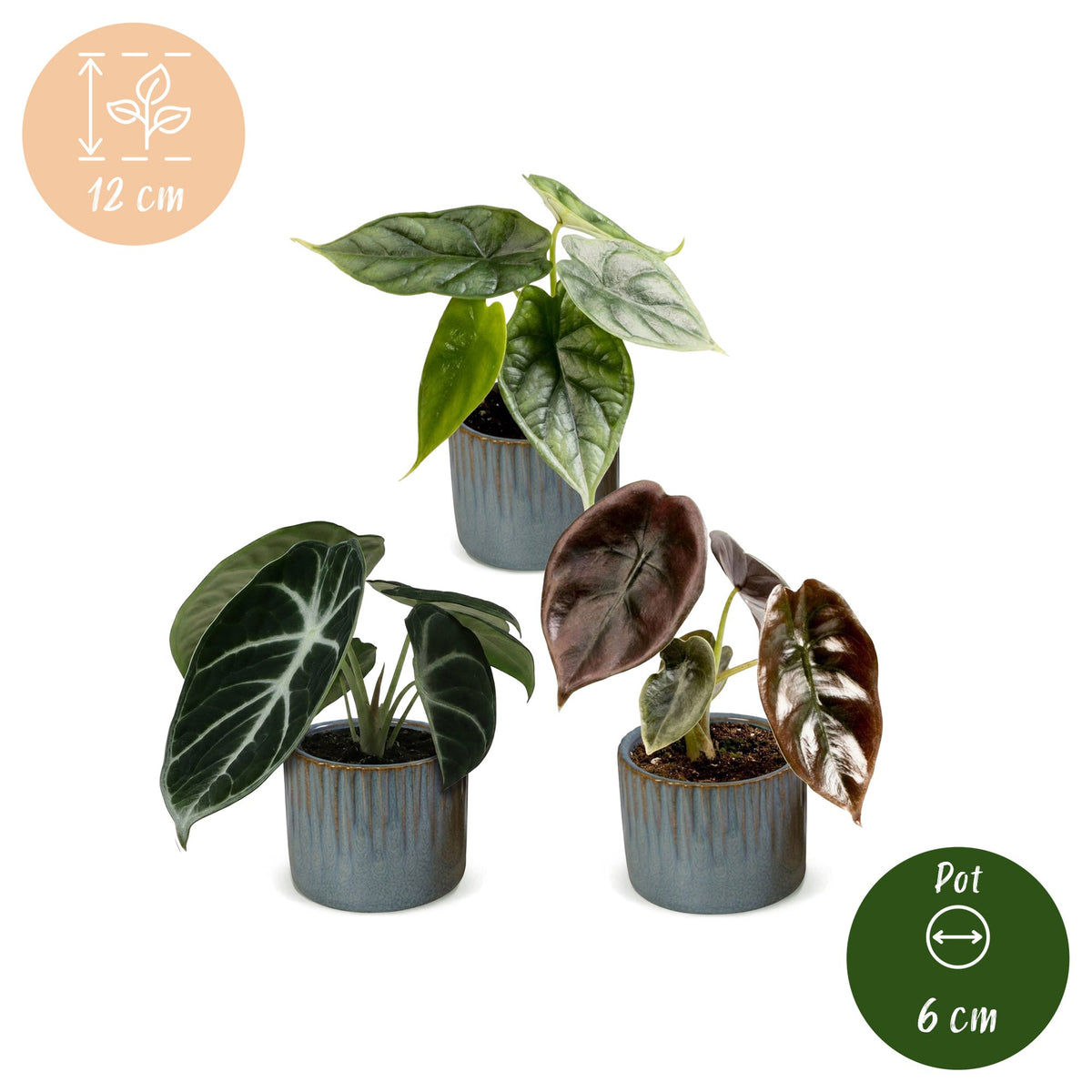 3x Baby Alocasia Tricolour - Red - Green - Black - Tropical - incl. Linnea Misty Blue - Ø6cm - ↕12cm