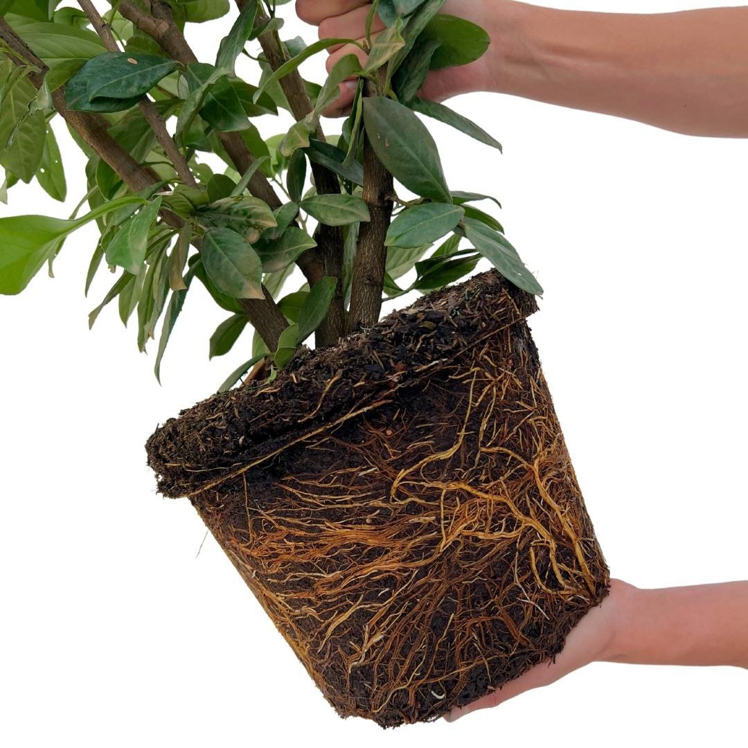 Large Cherry Laurel Plants Novita for 10 linear metres of hedge | - 15L - 20x | ↨ 125-150 cm