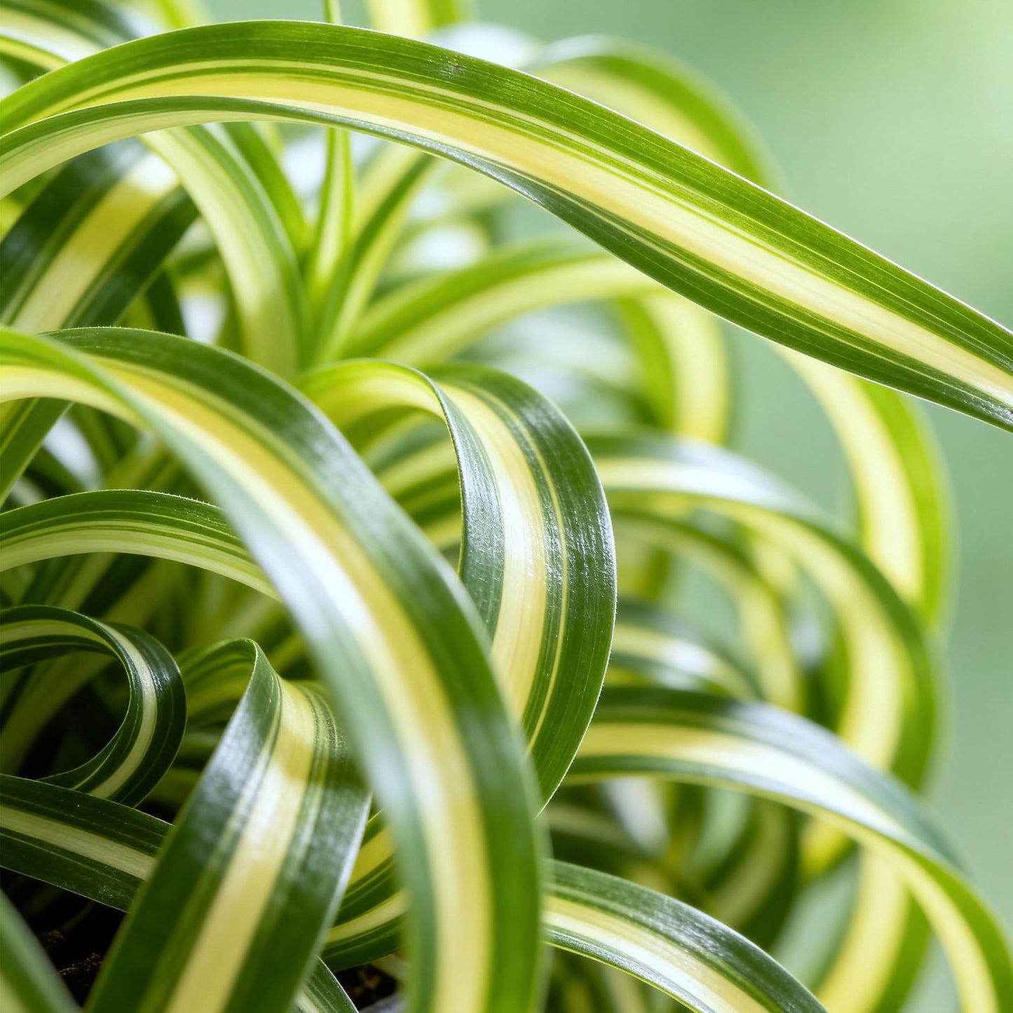 Green boutiQ - Houseplant - Chlorophytum comosum Bonnie - Curly Grass Lily - Pet-Friendly - Colorful - 2 Plants - 12cm Pot - Height 20-25cm
