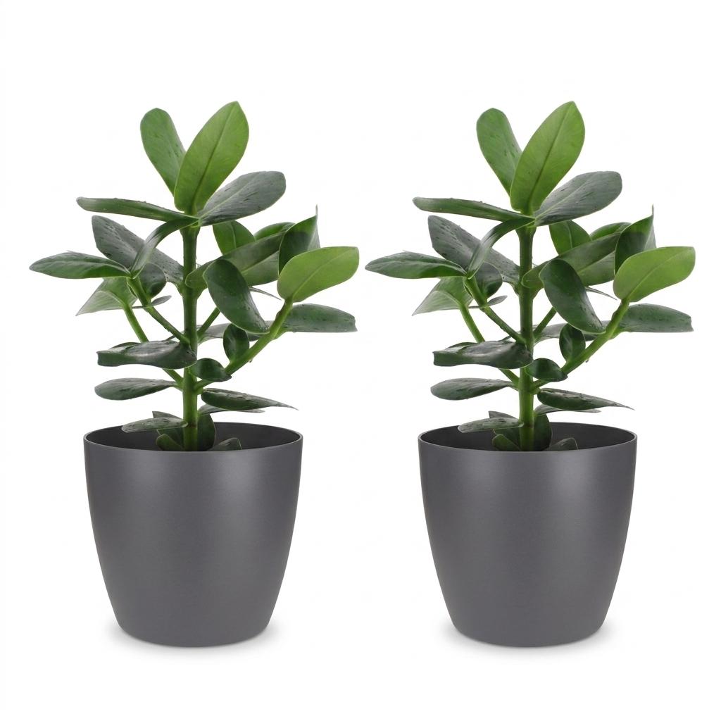 Clusia Princess - Clusia - 2 Plants - with Grey Pot - Pot 12cm - Height - 40cm