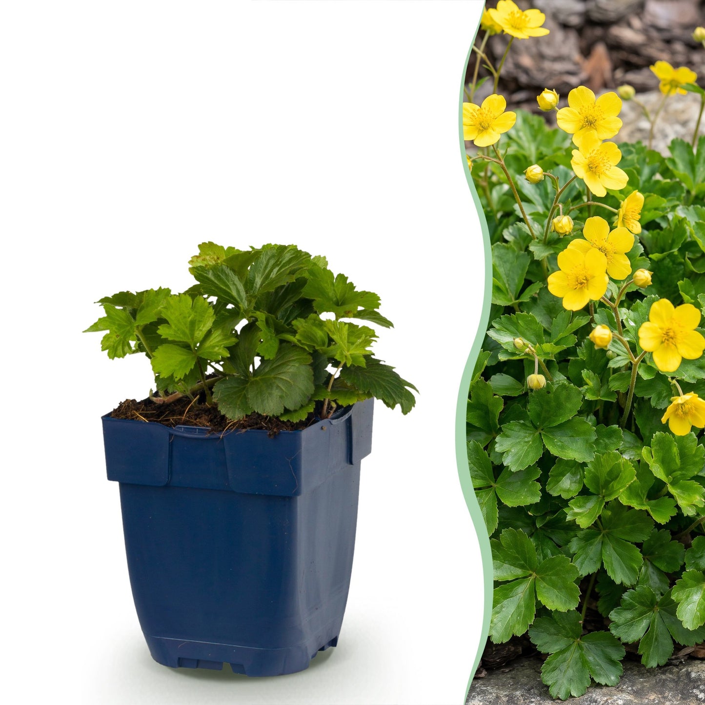 Vasteplant - Waldsteinia ternata - Goudaardbei - Bodembedekkend - Geel - 1 Plant - Pot 11cm - Hoogte 15-25cm