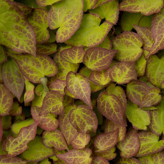 60x Epimedium perralc. 'Frohnleiten' - ↕10-25cm - Ø9cm