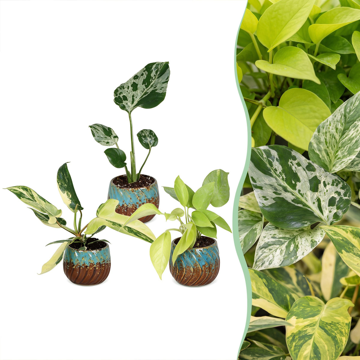 3x Baby Tropical Mix - Diversen - Tropisch - incl. Copper Reef - Ø6cm - ↕10-15cm