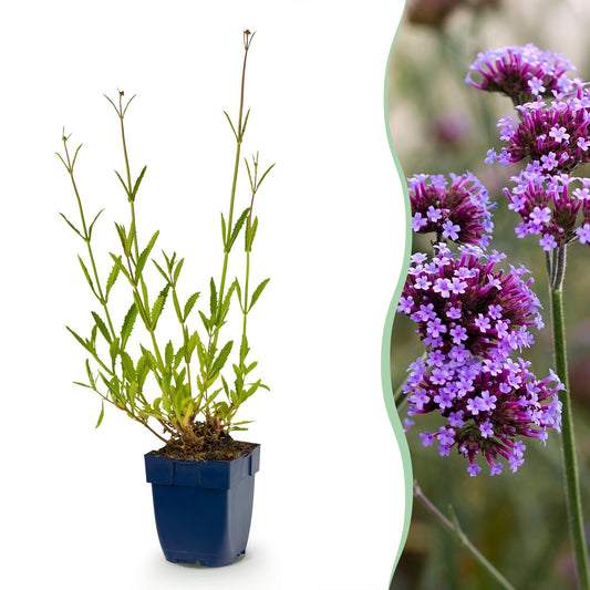 Vasteplant - Verbena bonariensis - Ijzerhard - Bijen- en vlinderlokkers - Paars - 24 Planten - Pot 11cm - Hoogte 15-25cm