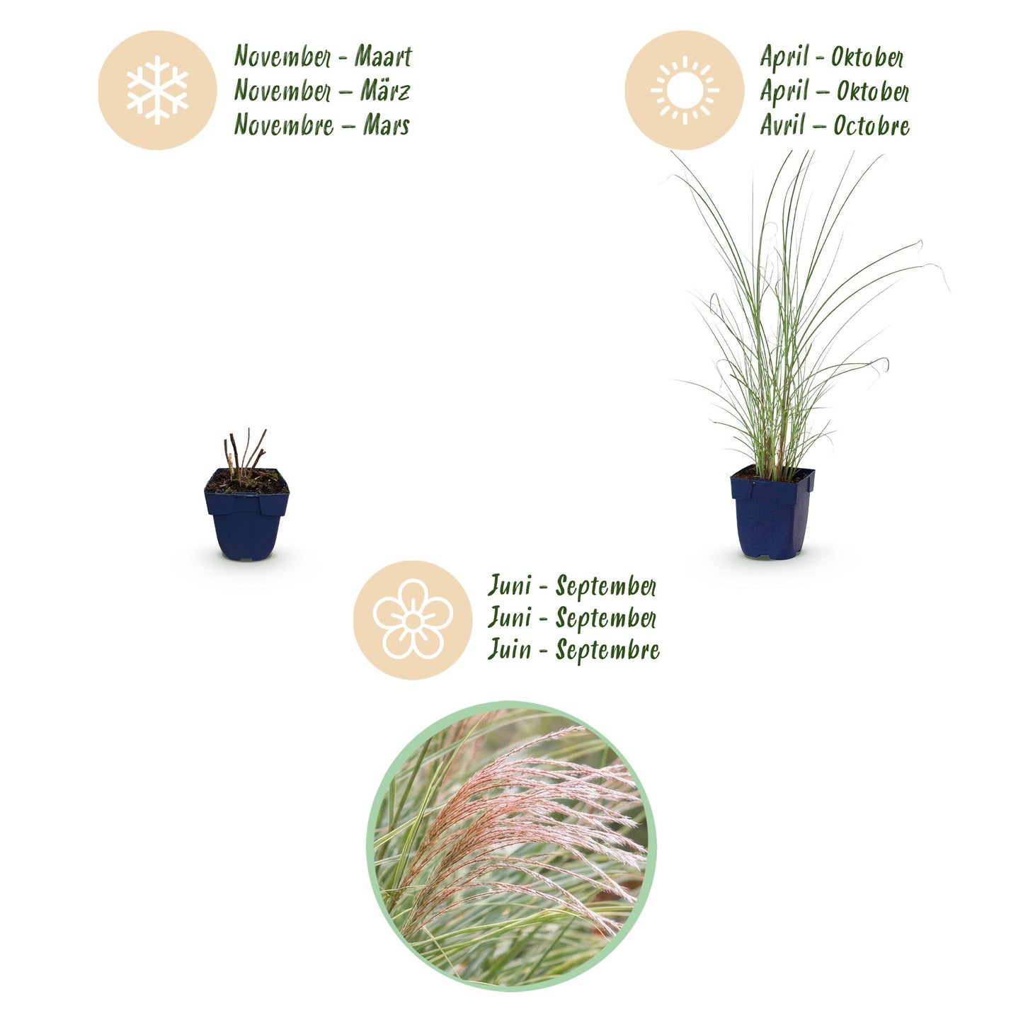 Grassen - Miscanthus sin. Morning Light - Pampusgras - Met Pluim - Zilver - 24 Planten - Pot 11cm - Hoogte 15-25cm