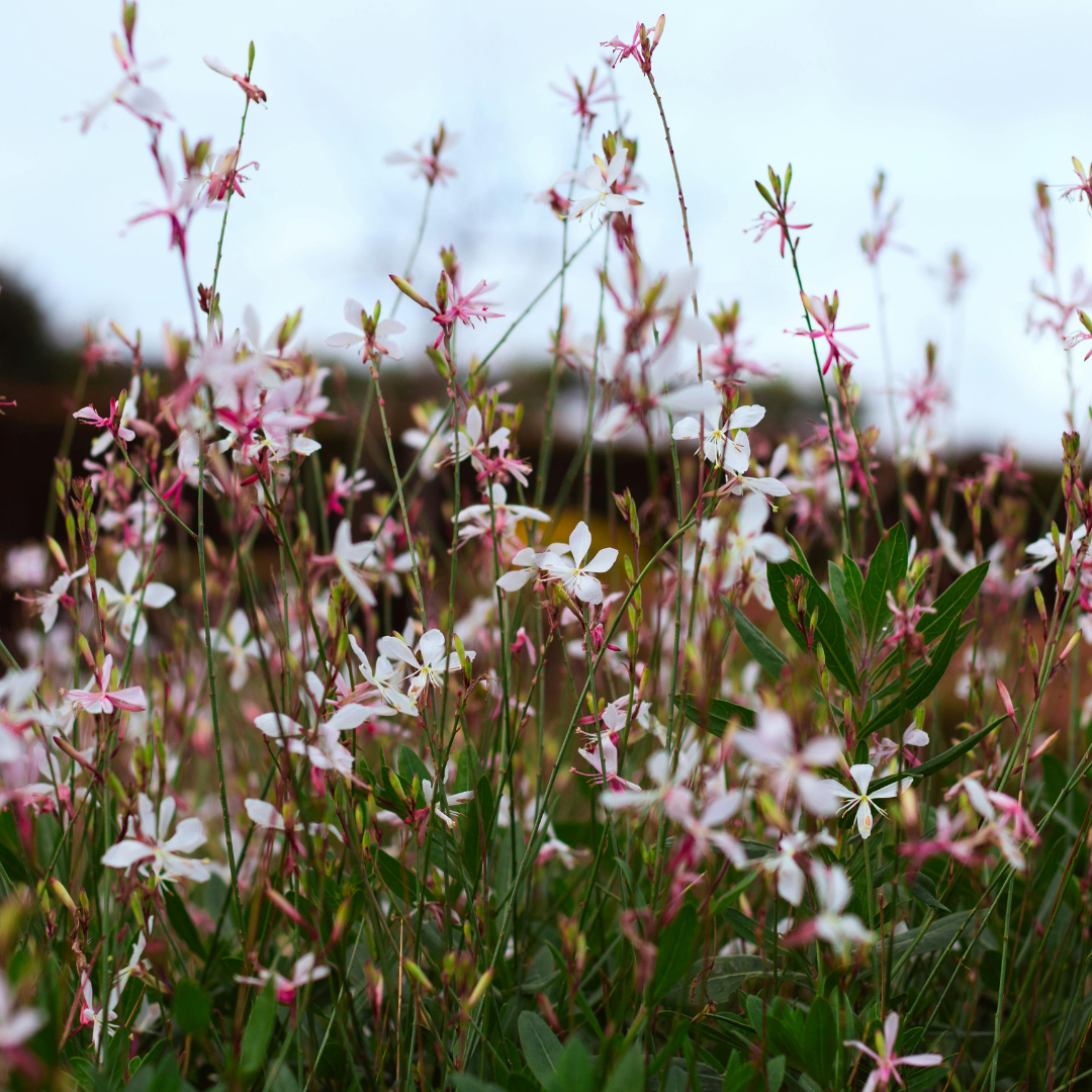 6x Gaura l. 'Siskiyou Pink' - ↕10-25cm - Ø9cm