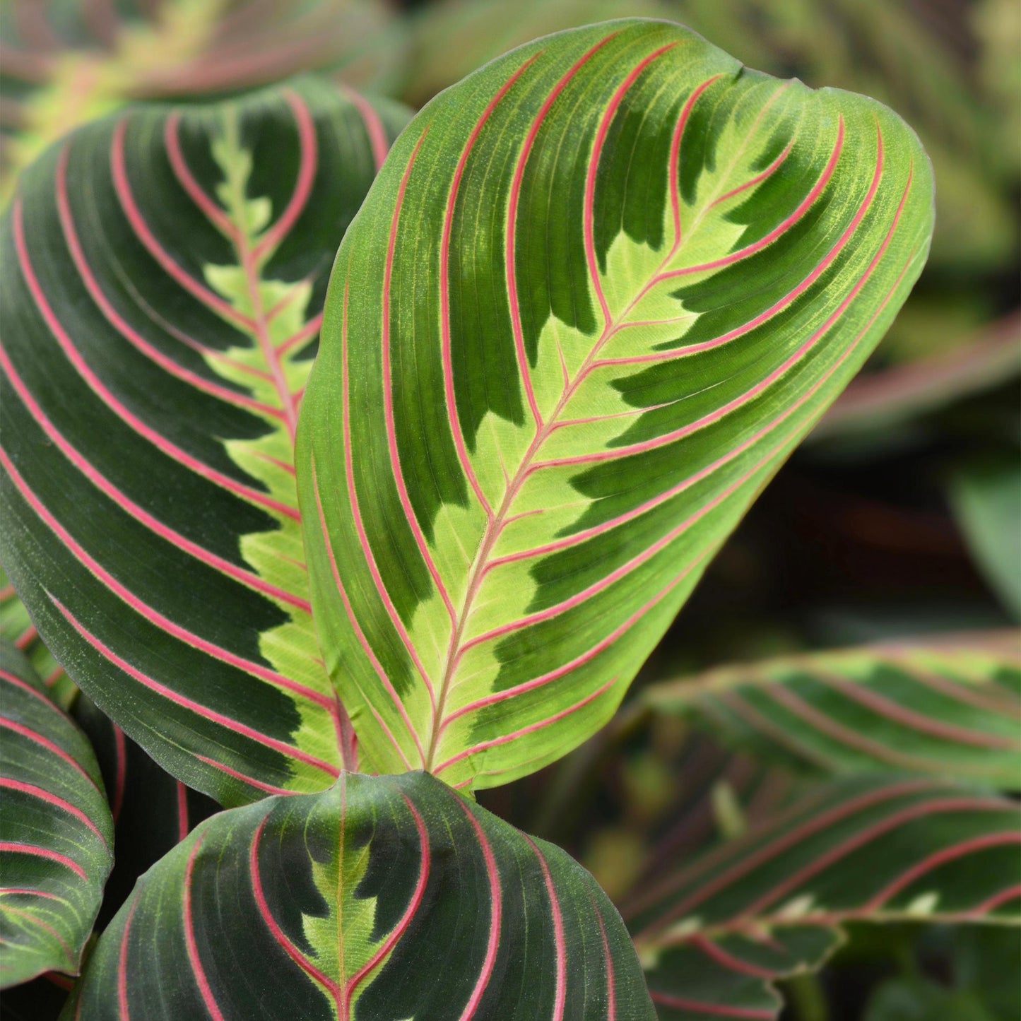 Kamerplant - Maranta Fascinator Tricolour - Gebedsplant - Huisdiervriendelijke Plant - Groen - 4 Planten - met Potter Wit - Pot 12cm - Hoogte 25cm