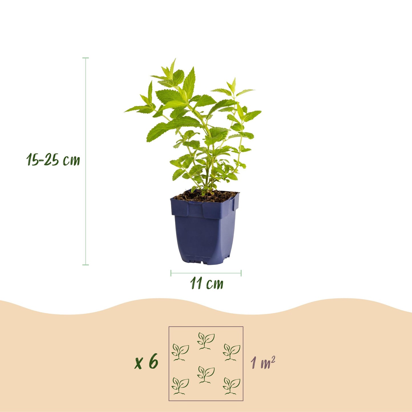 Vasteplant - Nepeta sib. Wild Orchid - Kattenkruid - Bijen en Vlinderlokkers - Roze - 1 Plant - Pot 11cm - Hoogte 15-25cm
