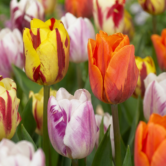 120x Tulipa Flaming Beauty Mix - Tulip Flaming Beauty Mix - Miscellaneous - Spring flowering - Bulb size 11/12