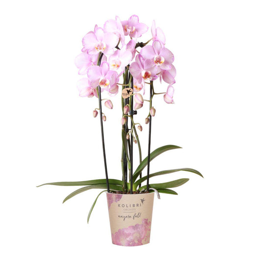Orchidee colibrì | orchidea Phalaenopsis rosa - Niagara Fall - vaso Ø12cm | pianta d'appartamento in fiore - fresca dal coltivatore