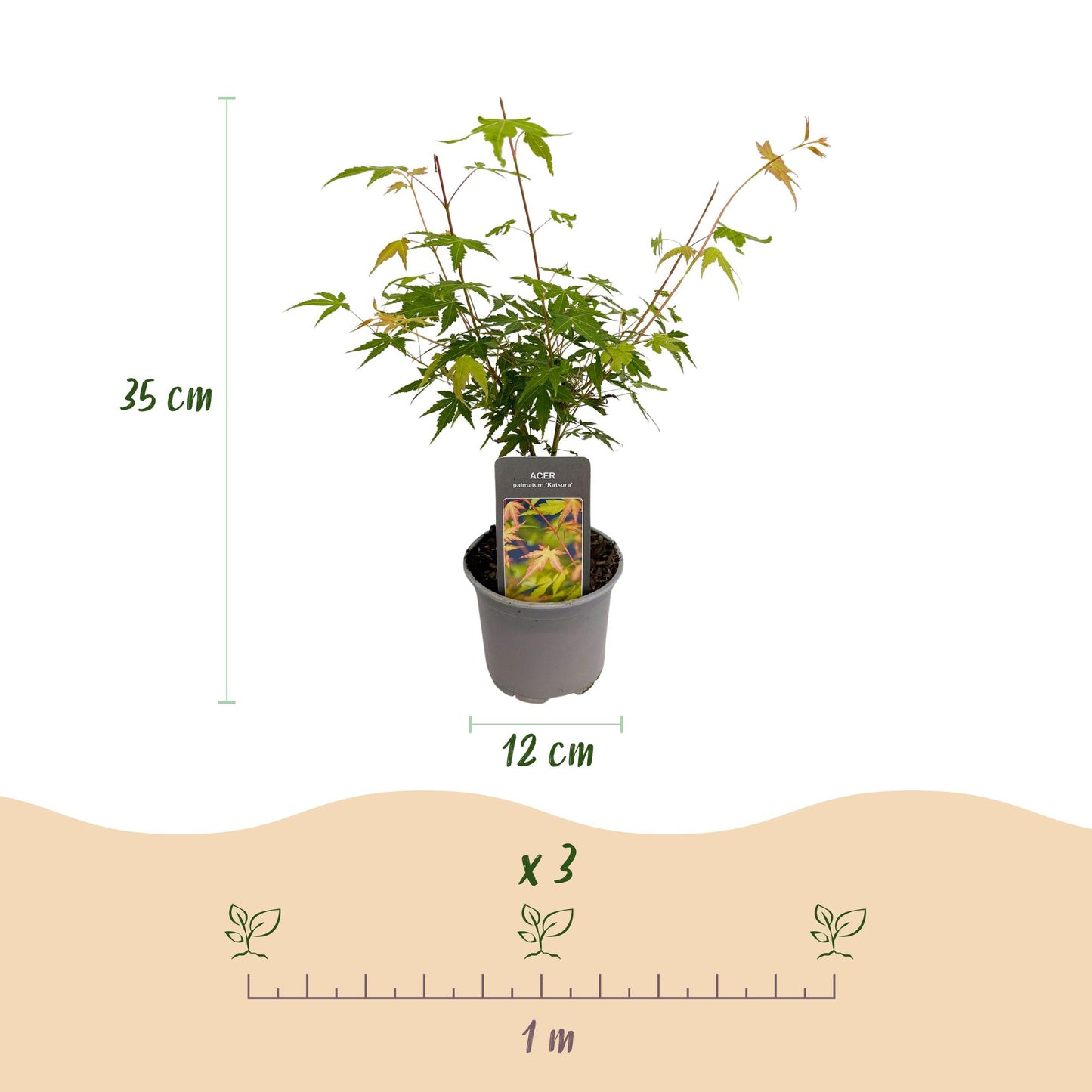 Green boutiQ - Pianta da giardino - Acer palmatum Katsura - Arancione - 1 Pianta - Decidua - Bassa manutenzione - Vaso 12 cm Altezza 35 cm
