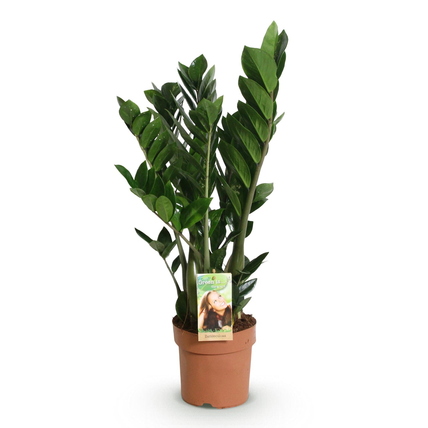 Green is... Houseplants - Zamioculcas - ZZ plant - Low maintenance - Green - 1 Plant - Pot 17cm - Height 65-75cm