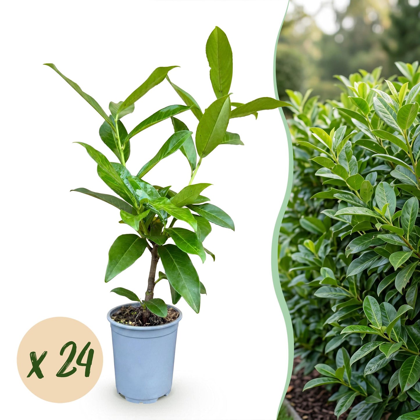 Green boutiQ - 24x Prunus laur. Novita - Cherry Laurel - Hedge Plants - Evergreen - Green - Pot 9cm - Height 25-35cm