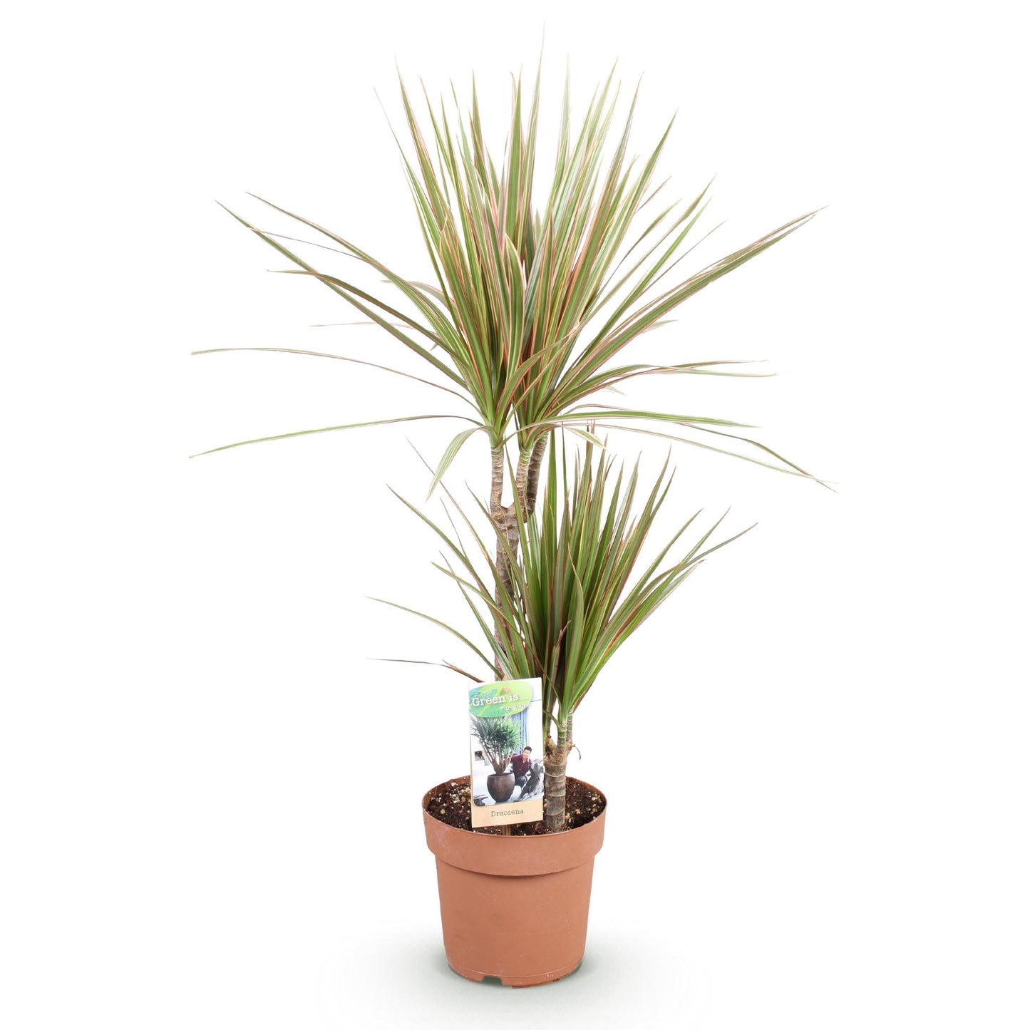 Green is... Houseplants - Dracaena Marginata Bicolor - Dragon Tree - Low maintenance - Green - 1 Plant - Pot 17cm - Height 70-75cm