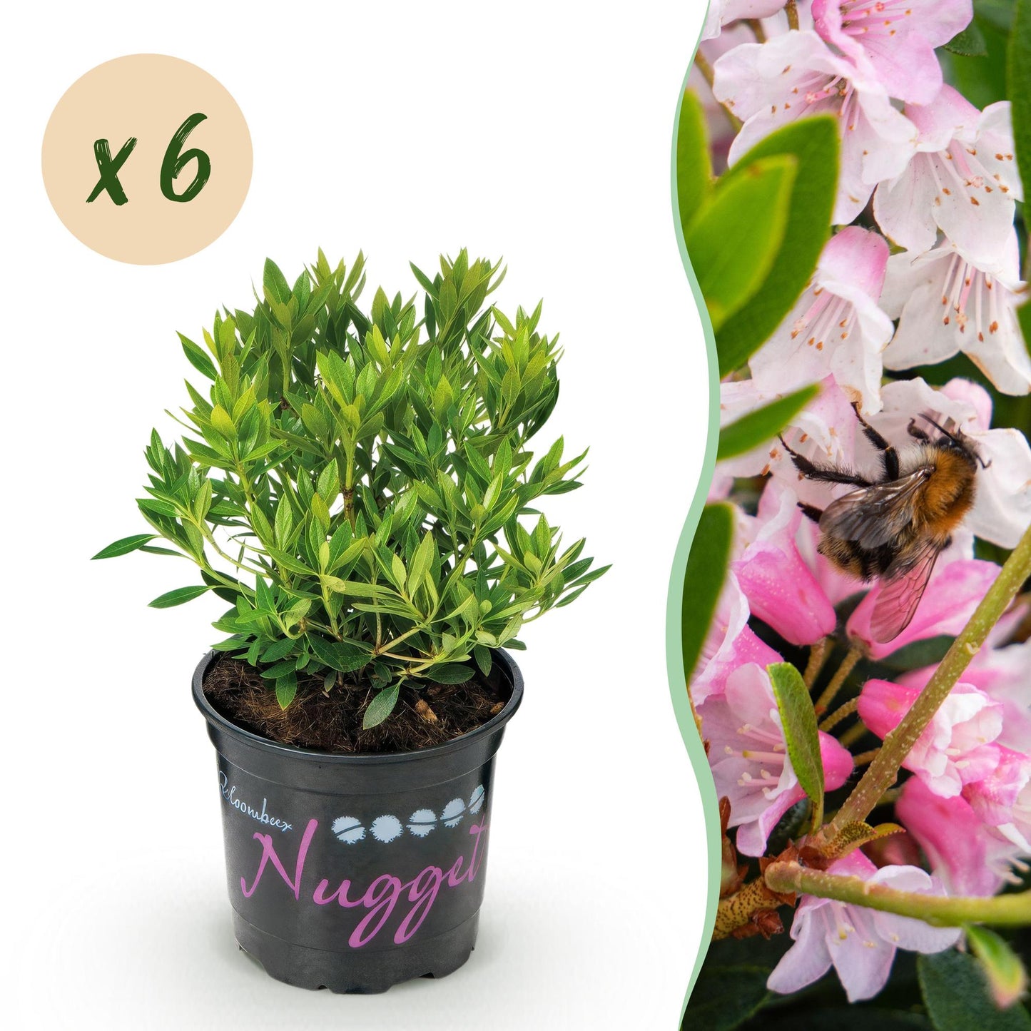 Green boutiQ - Dwerg Rhododendron - Rhododendron Bloombux Light Pink - Bloeiende Buxus - Weinig Onderhoud - Licht Roze Bloem - 6 Planten - Pot 10,5cm - Hoogte 20-25cm
