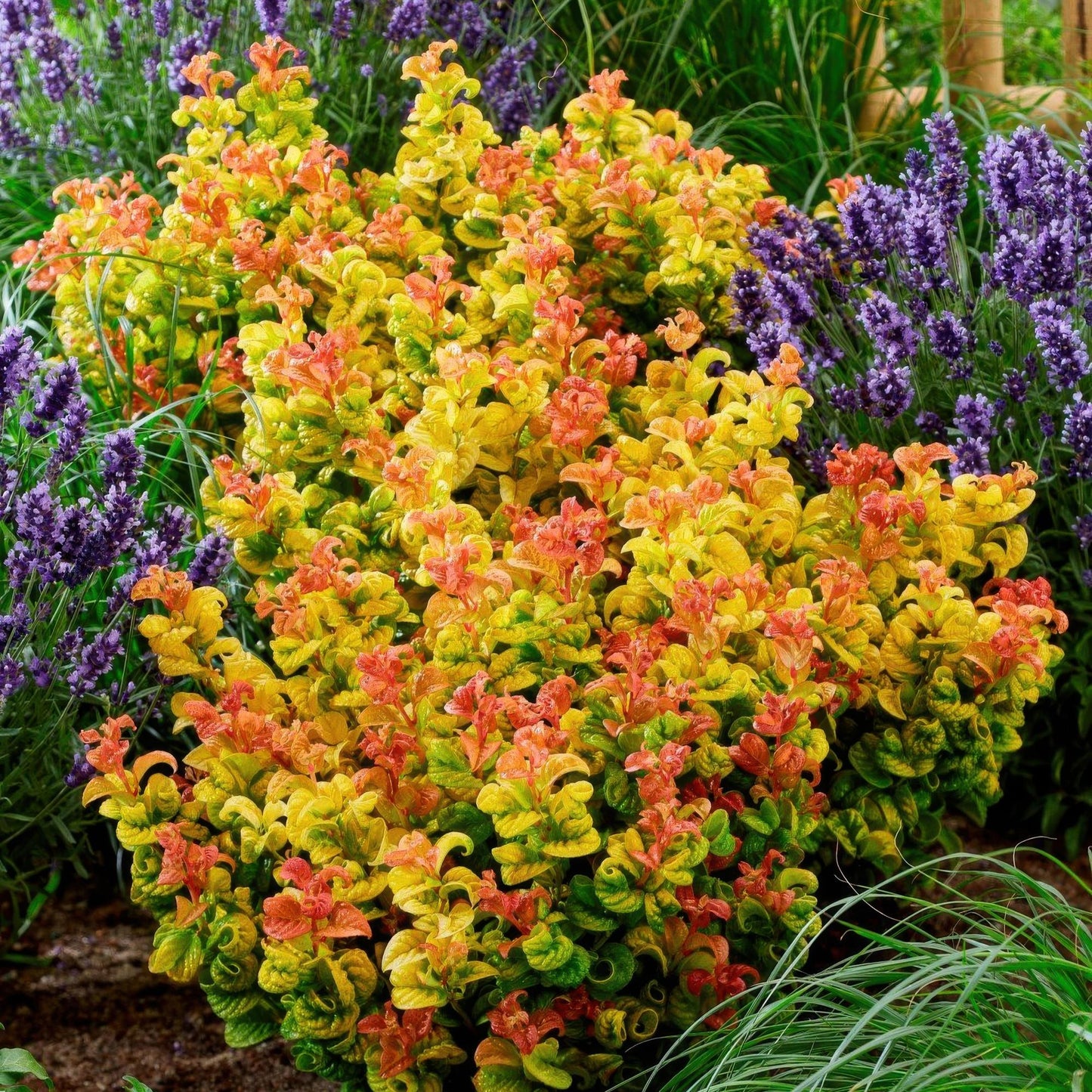Tuinplant - Leucothoe Curly Gold - Geel - 1 Plant - Groenblijvend - Weinig Onderhoud - Pot 17cm Hoogte 40cm