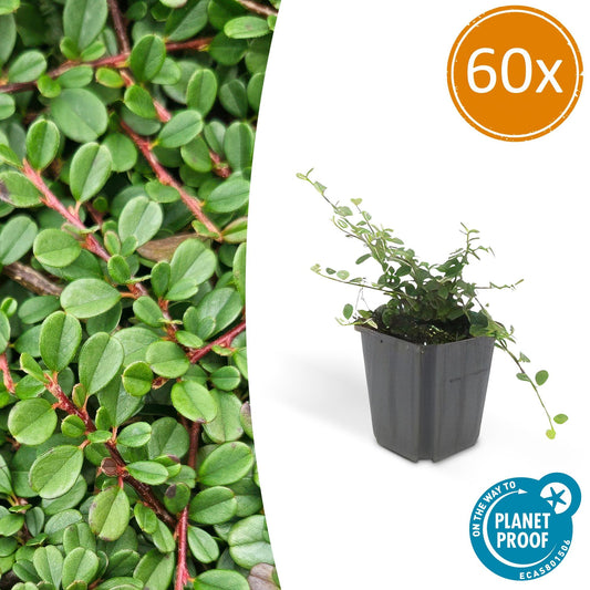 Confezione da 60x Cotoneaster 'Streib's Findling' - ↕10-25cm - Ø9cm