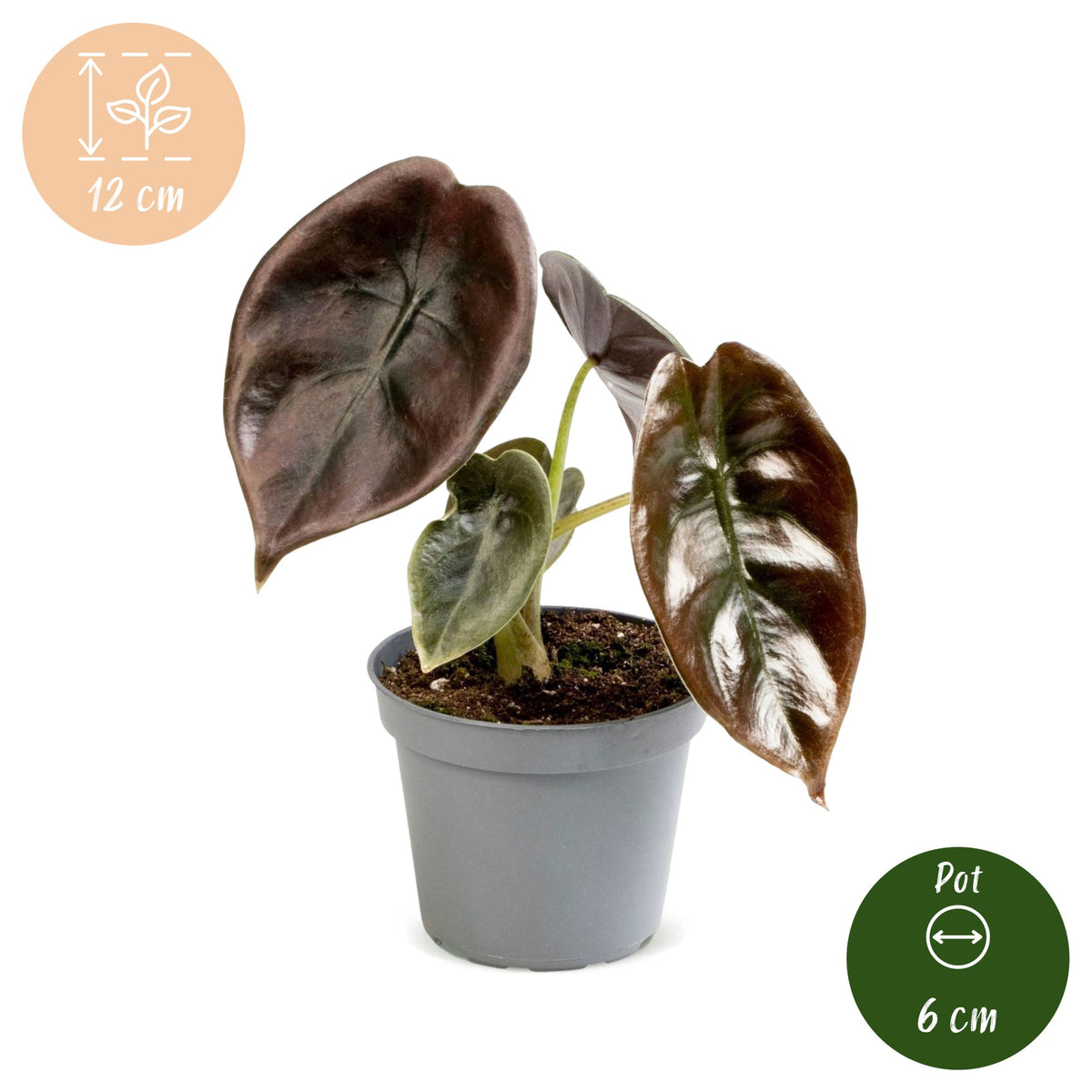 Alocasia Cuprea Red - Spiegelplant - Rood - Tropisch - Ø6cm - ↕12cm