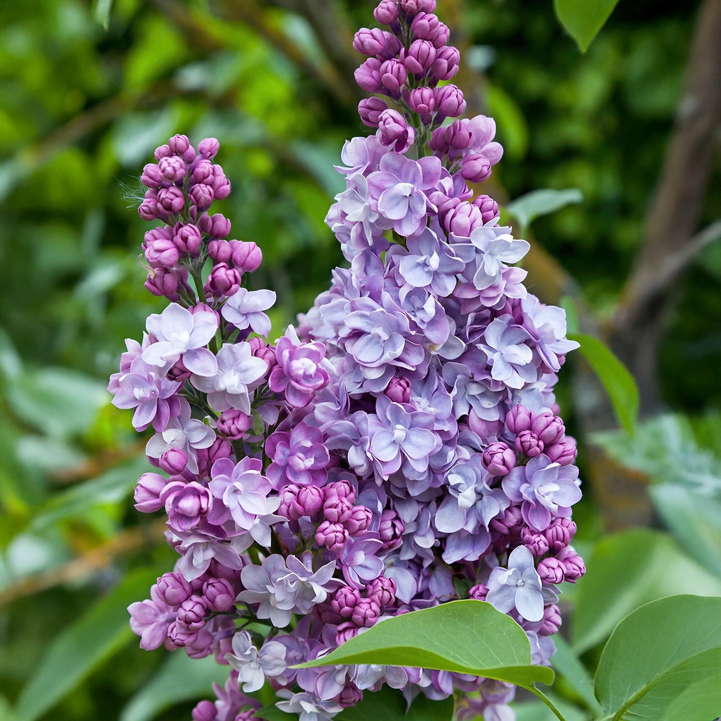 Pianta da Giardino - Syringa vulgaris Michel Buchner - Lillà Comune - Resistente al freddo - Rosa - 1 Pianta - Vaso 17cm - Altezza 45cm