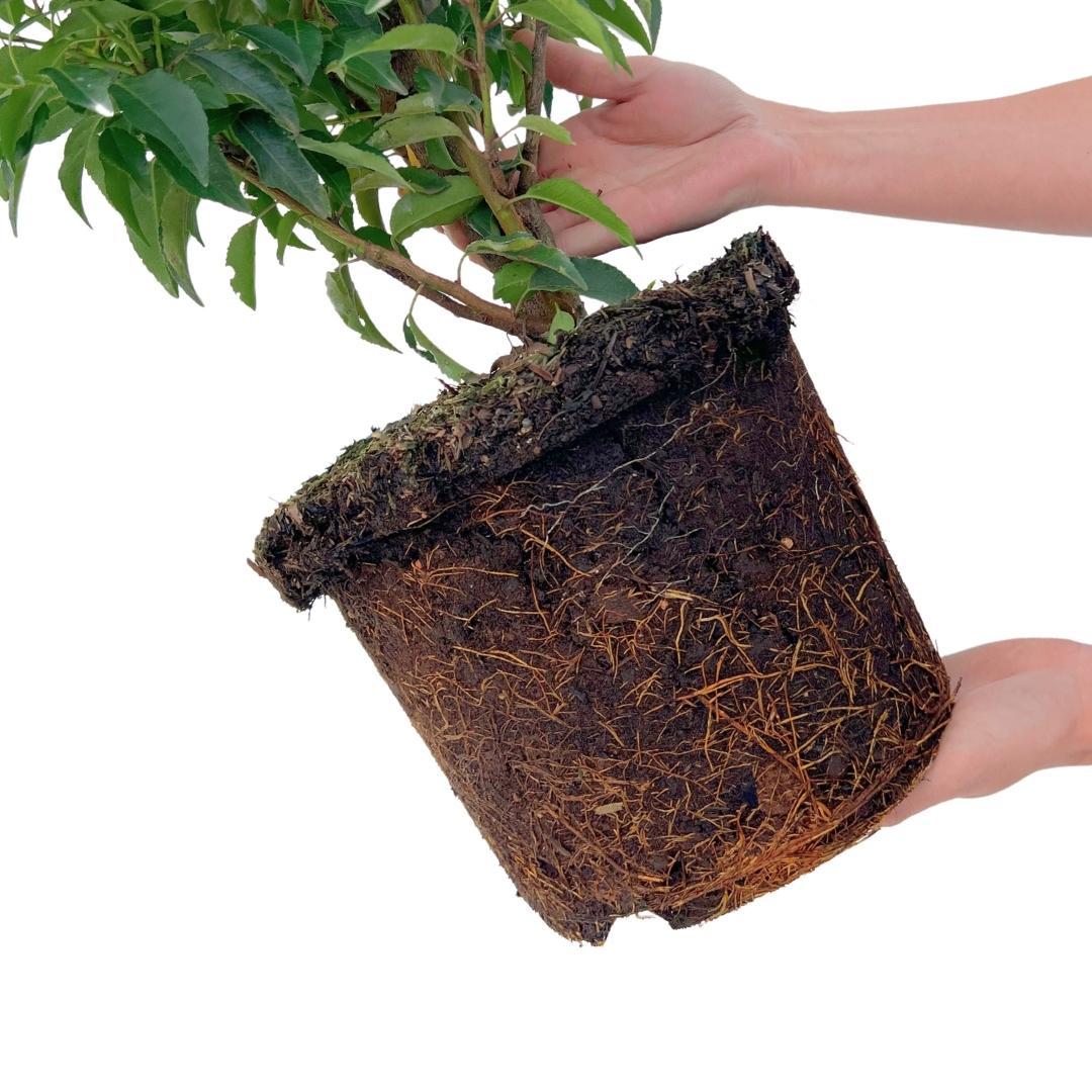 25 piante grandi di Lauroceraso Portoghese per 10 metri lineari di siepe | ↨ 80-100 cm in vaso da 12 litri