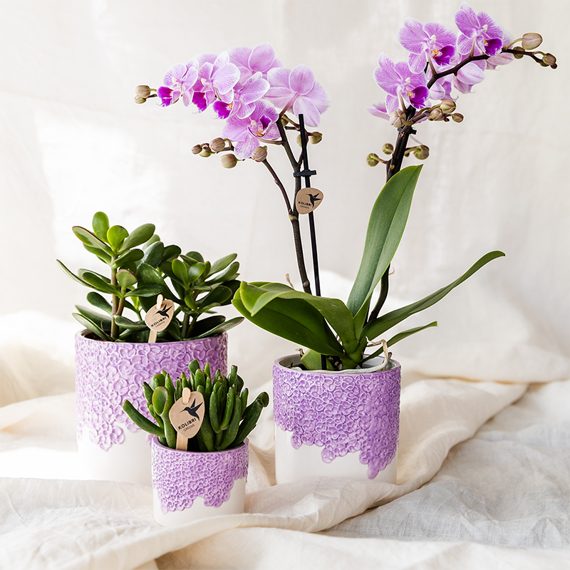 Kolibri Orchids | Purple Vienna orchid + Bloom decorative pot purple – pot size Ø9cm | flowering houseplant – fresh from the grower