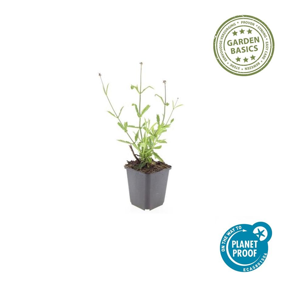 6x Verbena voucher. 'Lollipop' - ↕10-25cm - Ø9cm