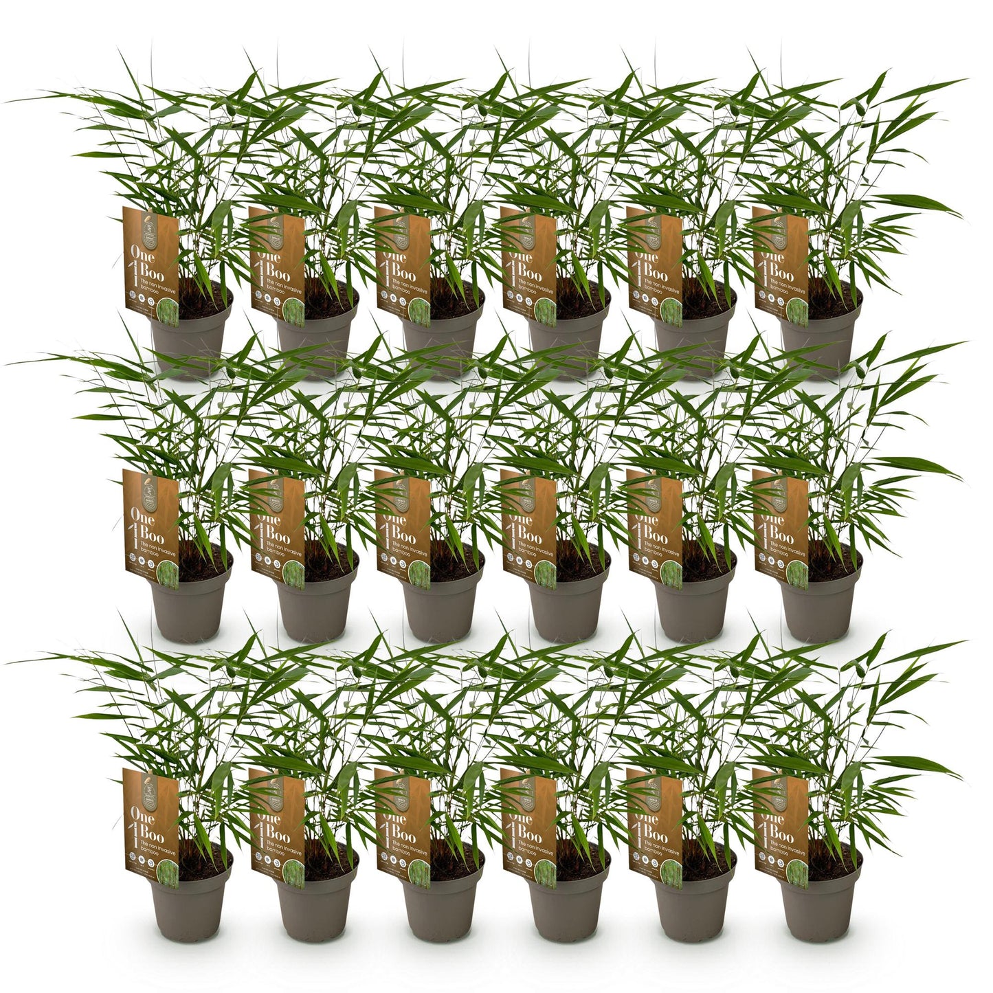 Green boutiQ - Bamboe - Fargesia Asian Wonder - Bladhoudend - Niet Woekerend - Groen - 18 Planten - Pot 14cm - Hoogte 35cm