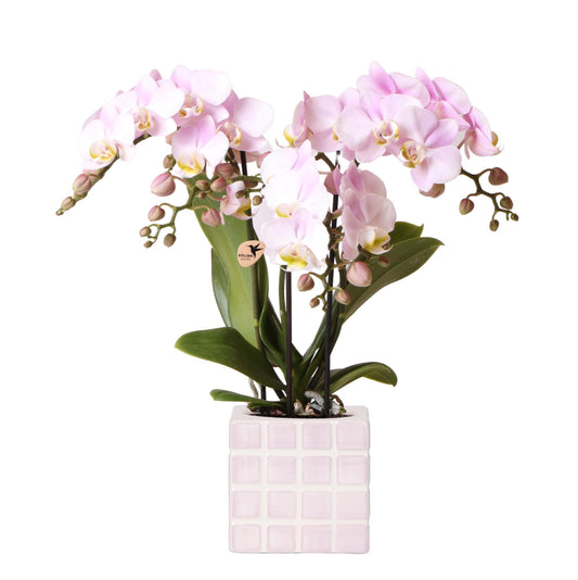 Orchidee colibrì | orchidea phalaenopsis rosa Portogallo + Mosa vaso decorativo rosa - dimensioni vaso Ø9cm | pianta d'appartamento in fiore - fresca dal coltivatore