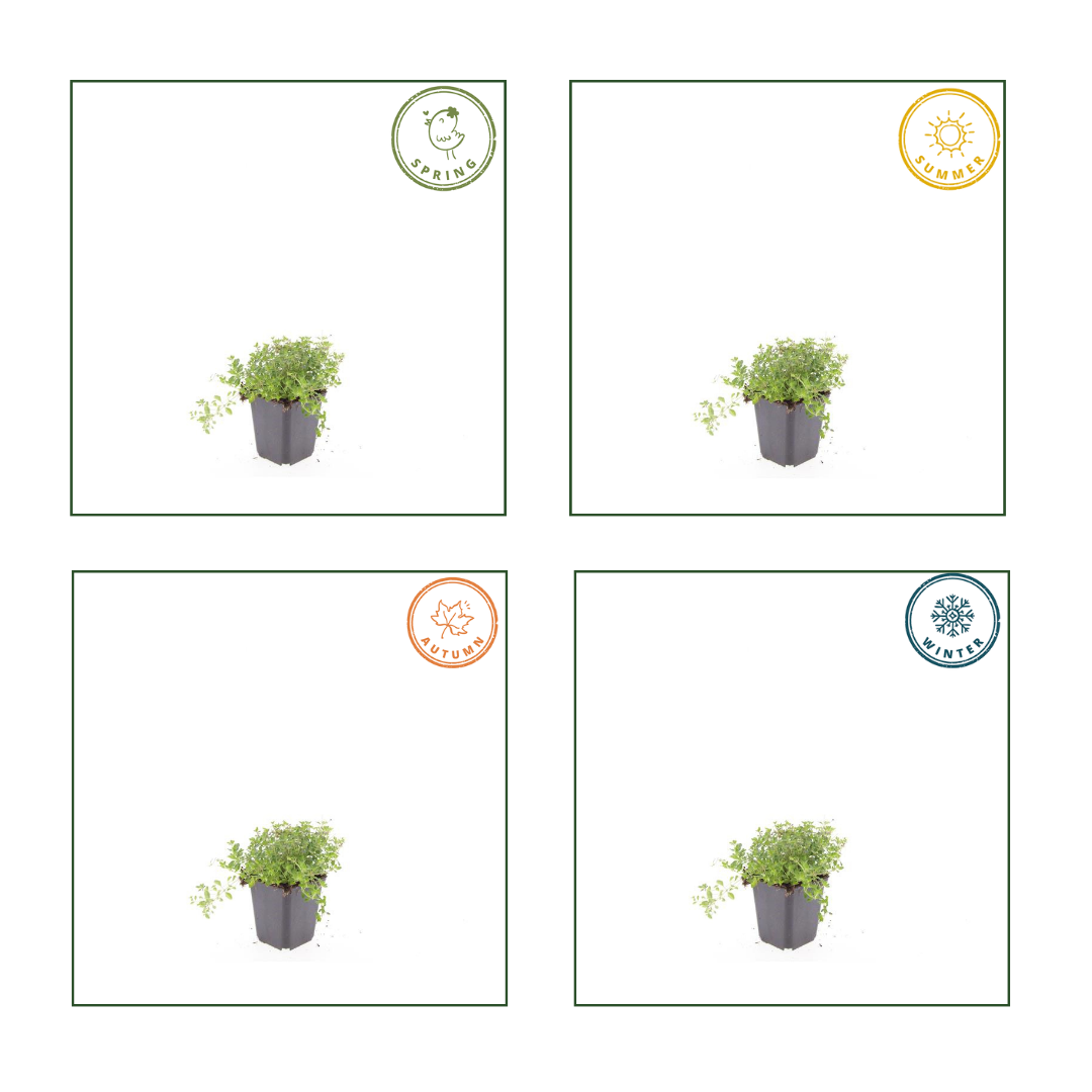 48x thymus serpyllum - ↕10-25cm - Ø9cm