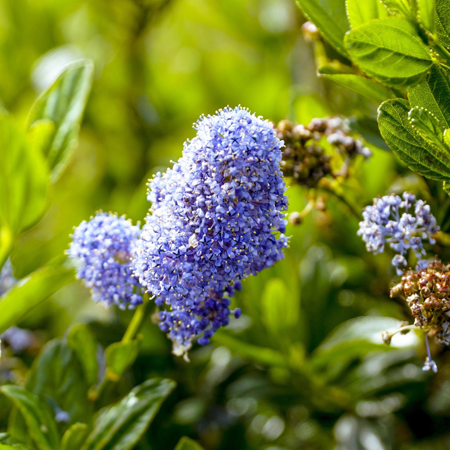 Green boutiQ - Plant on Stem - Ceanothus impressus Victoria - Patio Plant - Evergreen - Winter Hardy - Purple Flower - Pot 19cm Height 90cm